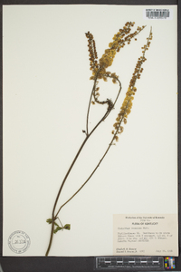 Actaea racemosa image