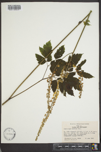 Actaea racemosa image