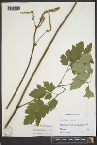 Actaea racemosa image