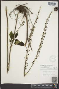 Actaea racemosa image