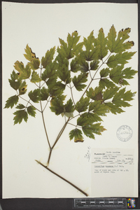 Actaea racemosa image