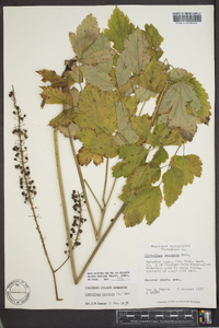 Actaea racemosa image