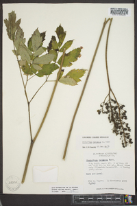 Actaea racemosa image