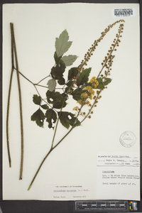 Actaea racemosa image