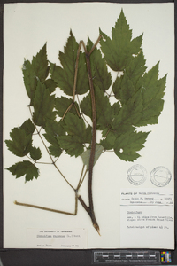 Actaea racemosa image