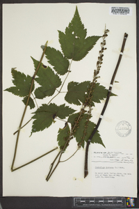 Actaea racemosa image