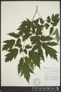 Actaea racemosa image