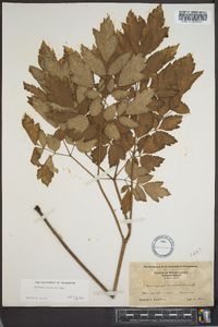 Actaea racemosa image