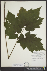 Actaea rubifolia image