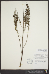 Actaea rubifolia image