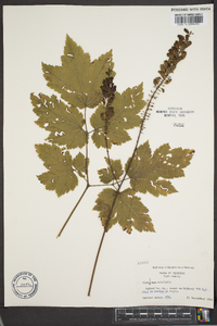 Actaea rubifolia image