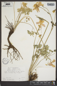 Aquilegia coerulea image