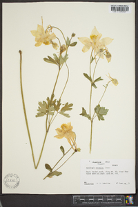 Aquilegia coerulea image