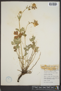 Aquilegia flavescens image