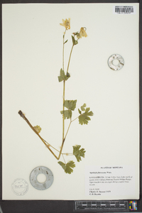 Aquilegia flavescens image