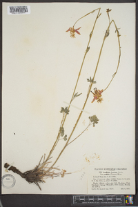 Aquilegia formosa image