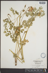 Aquilegia formosa image