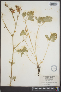 Aquilegia formosa image