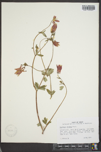 Aquilegia formosa image