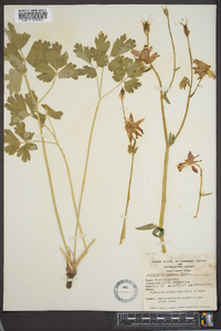 Aquilegia formosa image