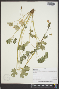 Aquilegia formosa image