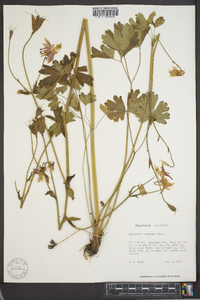 Aquilegia formosa image