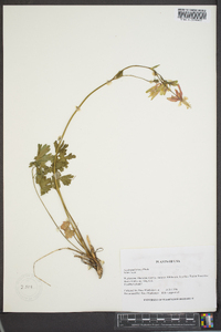 Aquilegia formosa image