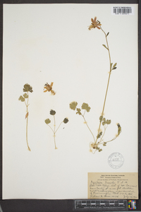 Aquilegia truncata image