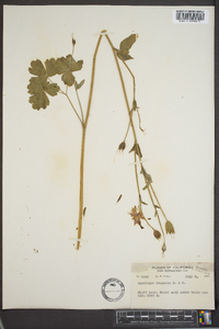 Aquilegia truncata image