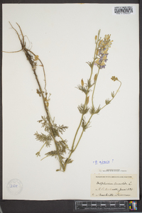 Delphinium ajacis image