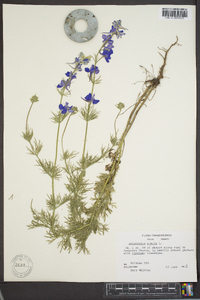 Delphinium ajacis image