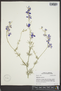 Delphinium ajacis image