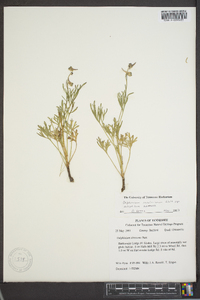 Delphinium carolinianum subsp. calciphilum image