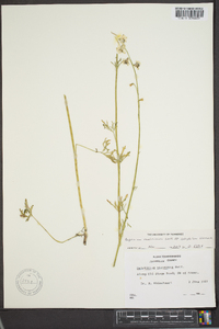 Delphinium carolinianum image