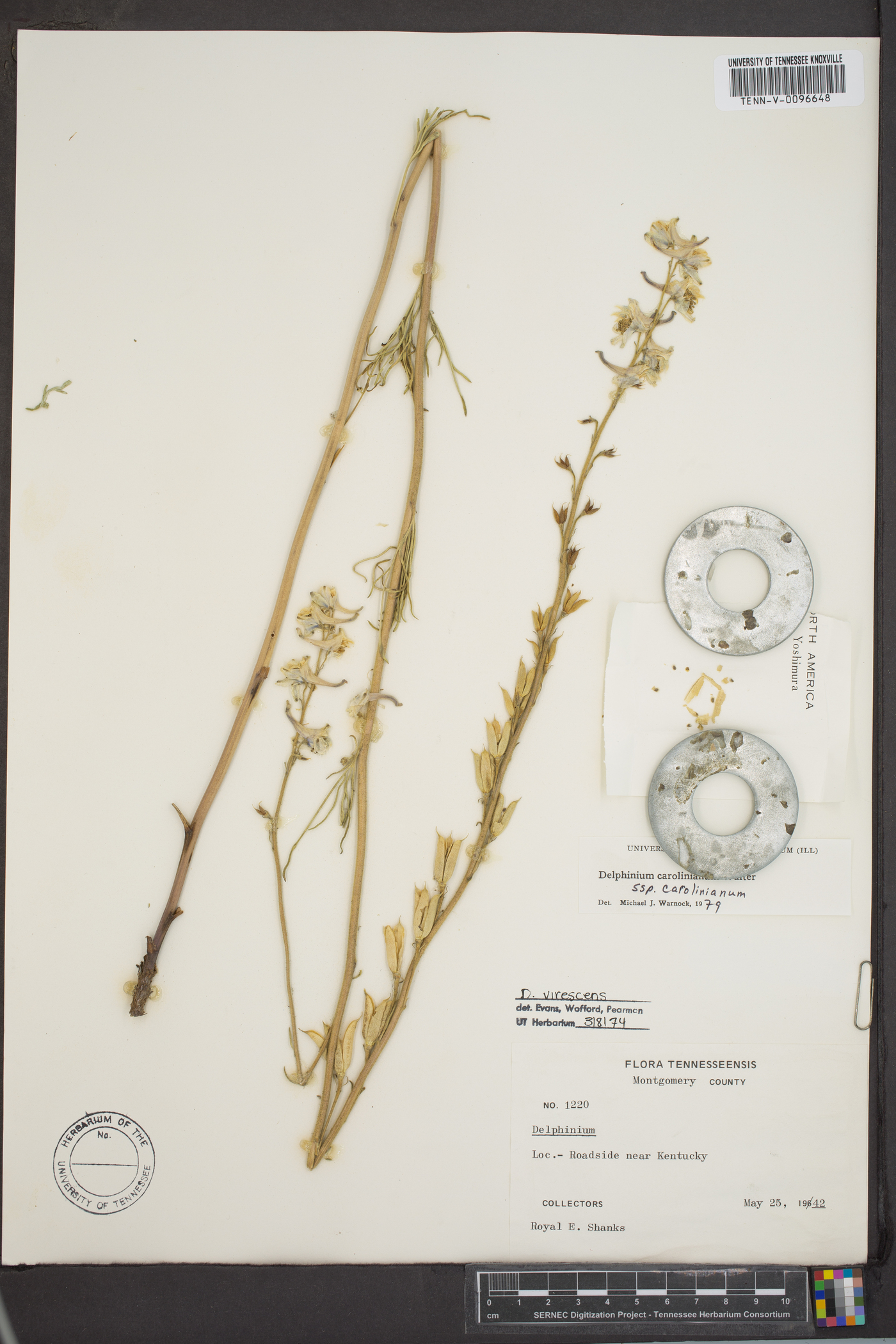 Delphinium carolinianum subsp. calciphilum image