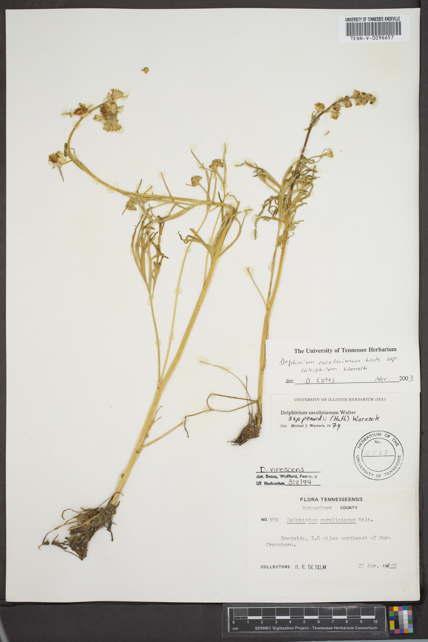 Delphinium carolinianum subsp. calciphilum image