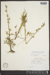 Delphinium carolinianum image