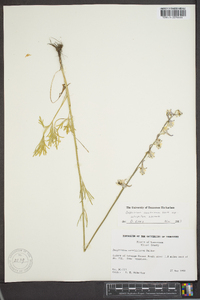 Delphinium carolinianum image