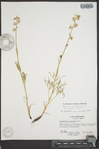 Delphinium carolinianum image