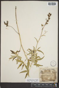 Delphinium exaltatum image