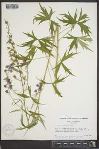 Delphinium exaltatum image