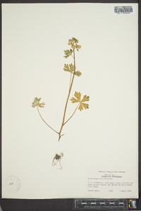 Delphinium tricorne image