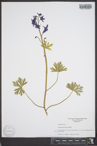 Delphinium tricorne image