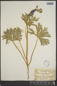 Delphinium tricorne image