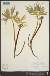 Delphinium tricorne image