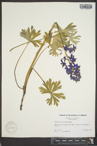 Delphinium tricorne image