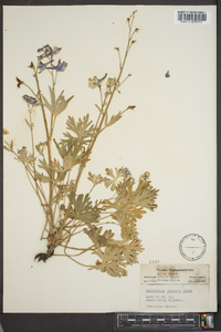 Delphinium tricorne image