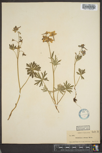 Delphinium tricorne image