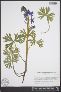 Delphinium tricorne image