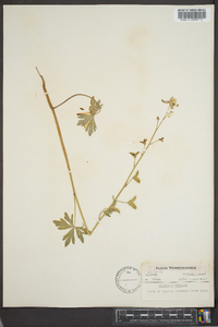 Delphinium tricorne image